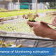 Importance of Monitoring cultivation